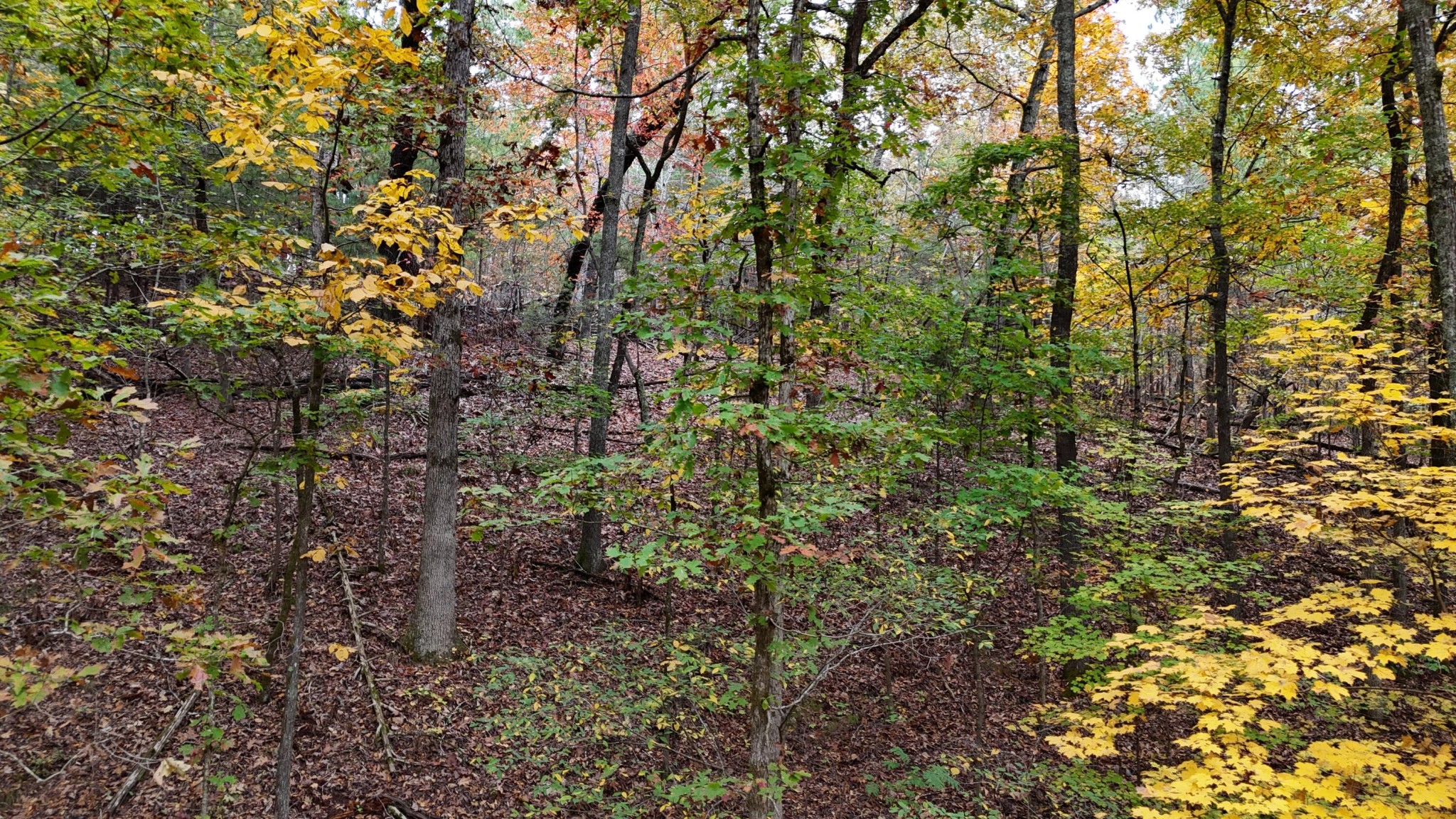 0 Lower River Road Northwest Georgetown, TN 37336 - Photo 6 of 13 Gallery Image 6