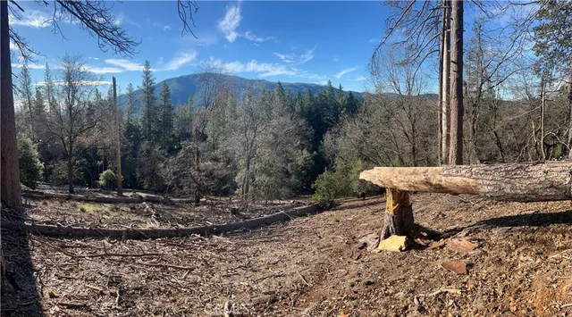 a view of a forest filled with trees