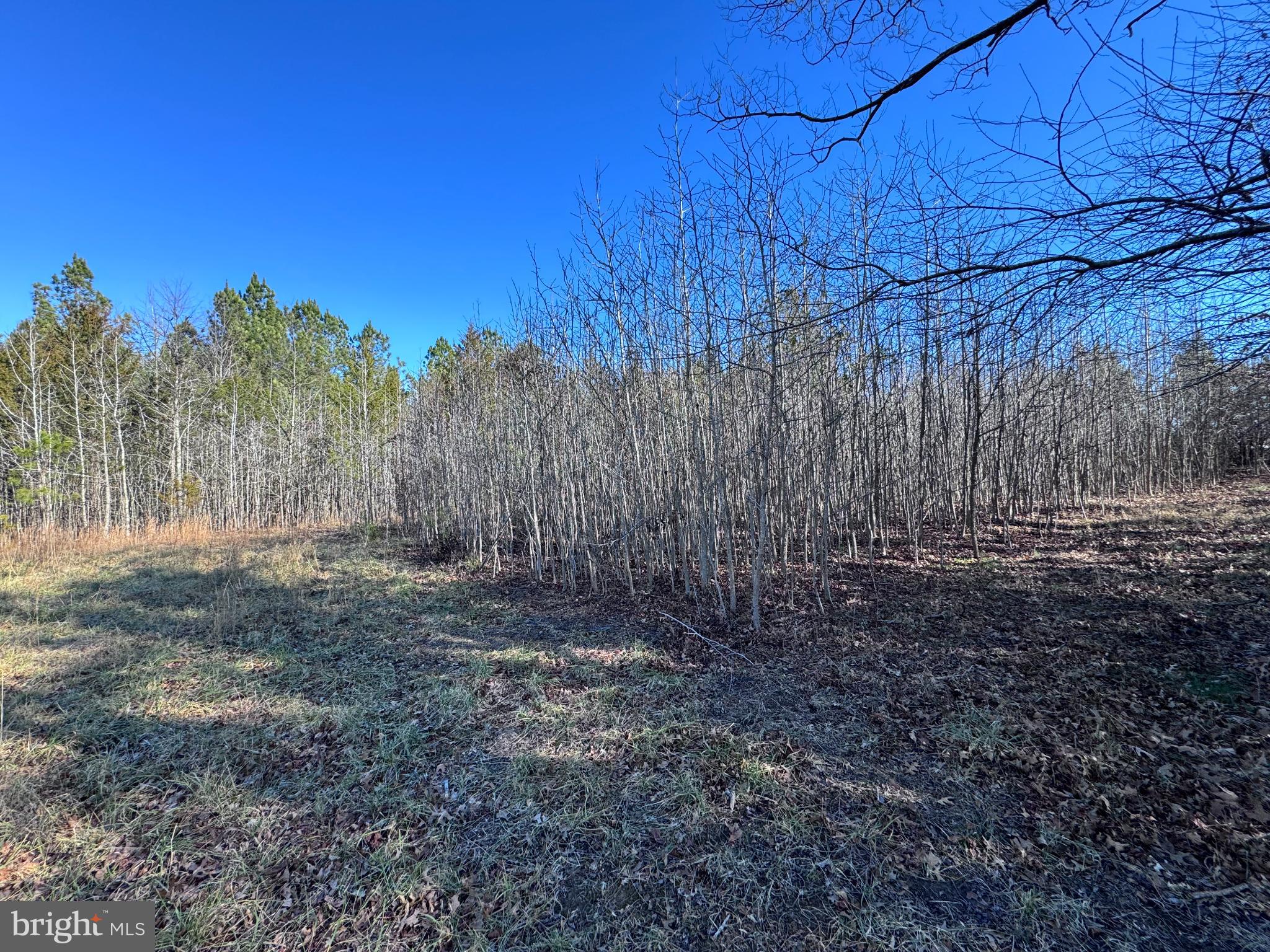 Booth Place Waldorf, MD 20601 - Photo 8 of 10 Serene woodland retreat under clear skies.
