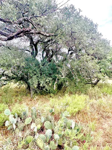 a view of a bunch of trees