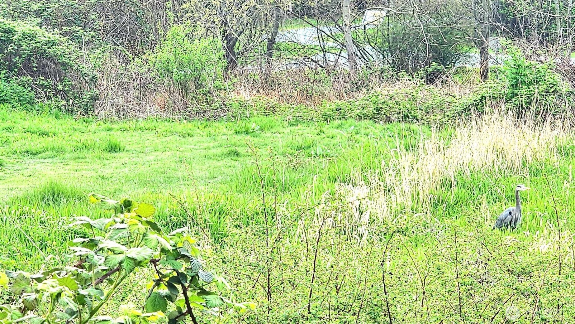 485 Southwest Bayshore Drive, Unit C301 Oak Harbor, WA 98277 - Photo 19 of 40 a backyard of a house with lots of green space and wooden fence
