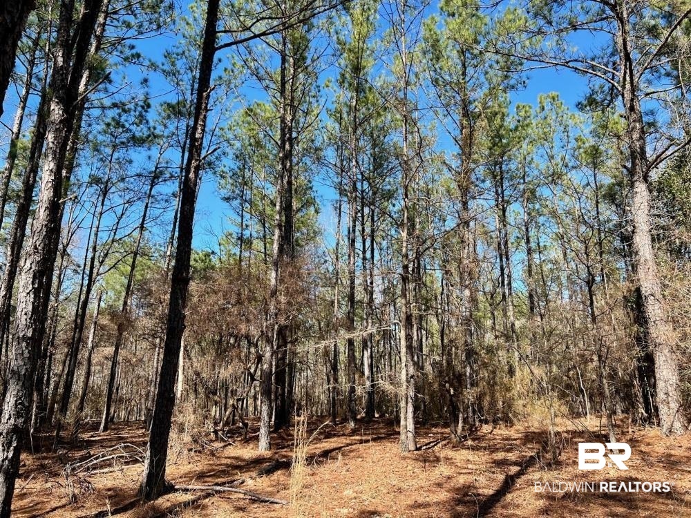 0 Country Road Deer Park, AL 36529 - Photo 38 of 46