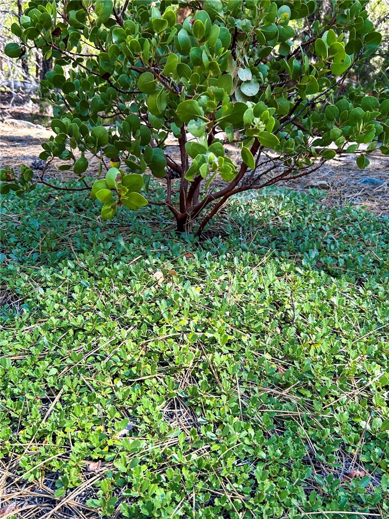 0 Gazelle Callahan Road Weed, CA 96094 - Photo 21 of 29 Gallery Image 21