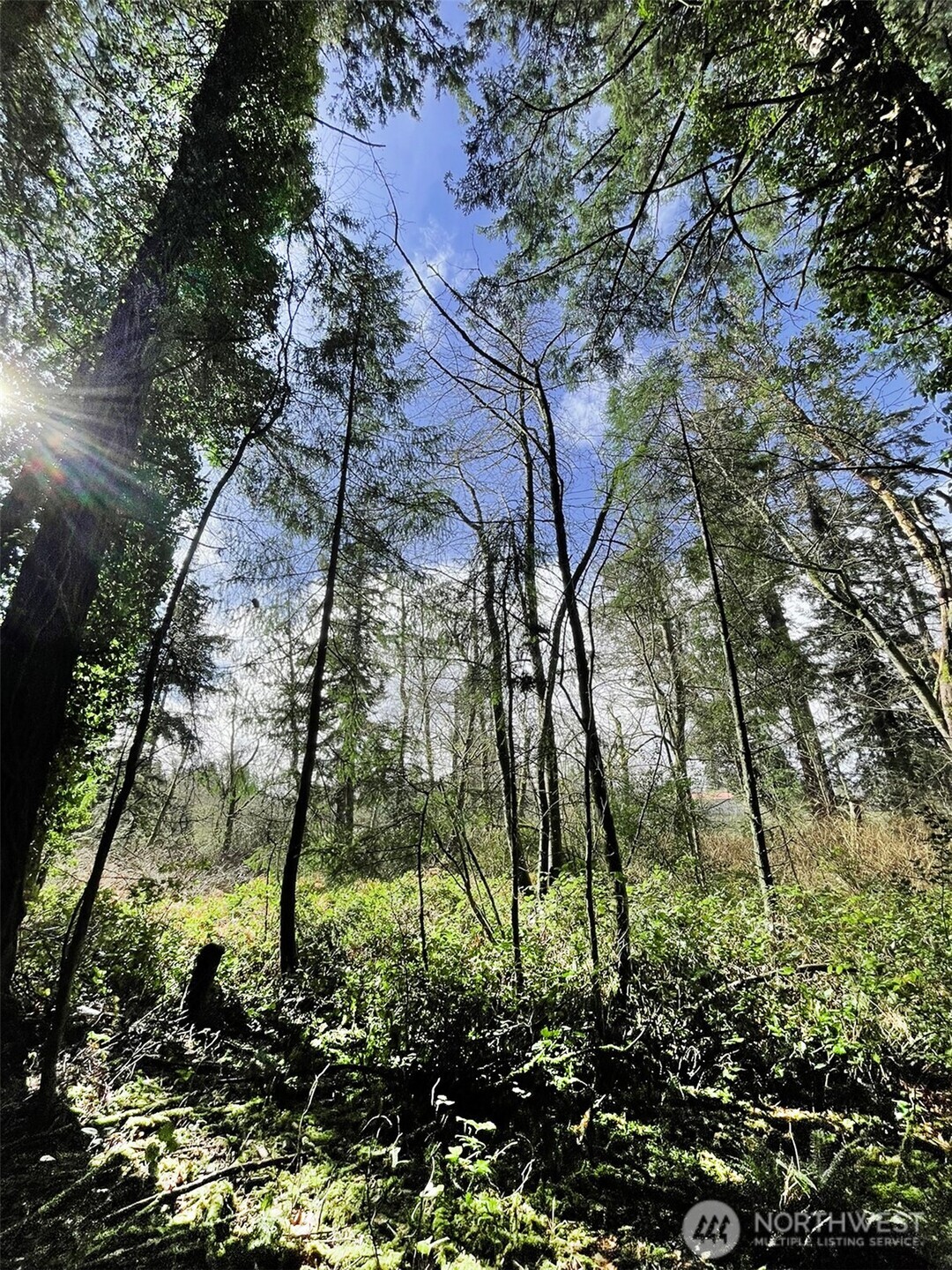 9221 Southwest Bank Road Vashon, WA 98070 - Photo 3 of 10 a backyard of a building