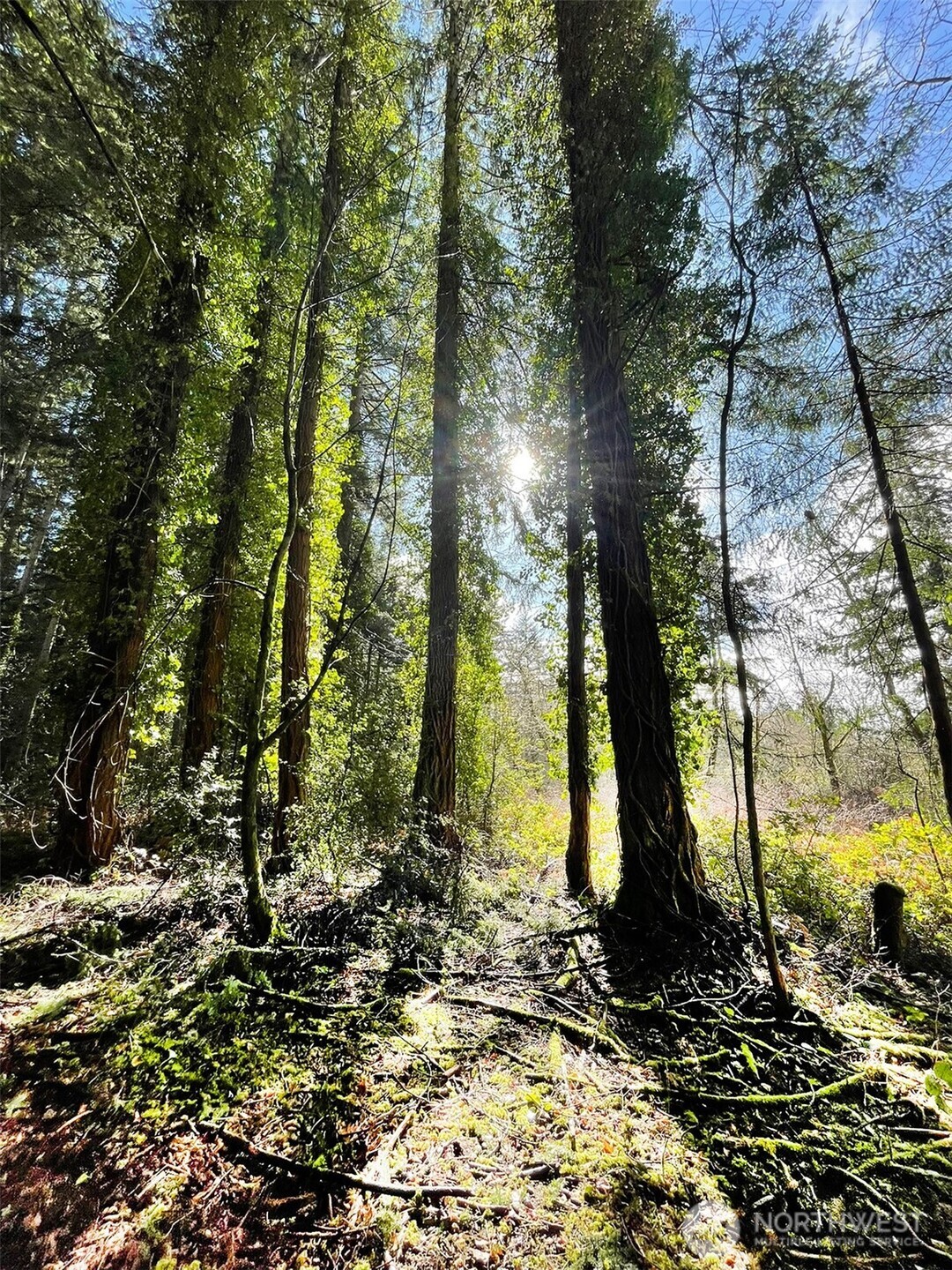 9221 Southwest Bank Road Vashon, WA 98070 - Photo 4 of 10 a view of a yard with trees