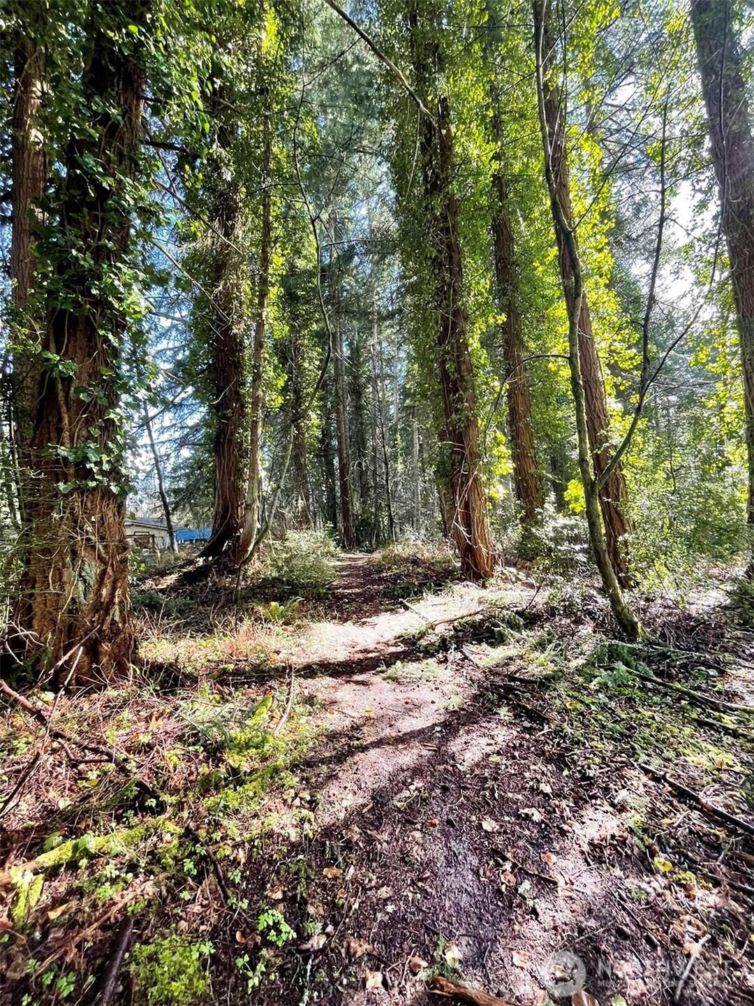 9221 Southwest Bank Road Vashon, WA 98070 - Photo 5 of 10 a view of tree