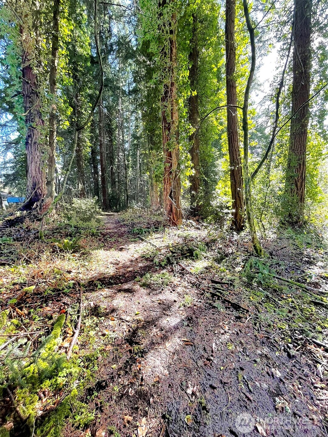 9221 Southwest Bank Road Vashon, WA 98070 - Photo 10 of 10 a view of outdoor space and trees