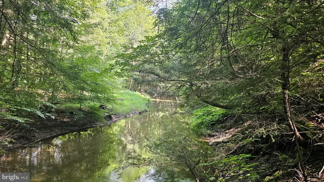 a view of a forest with a tree
