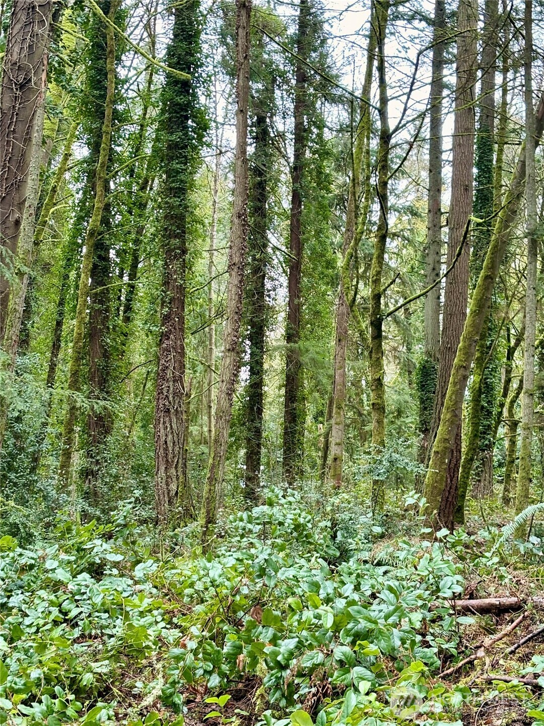 0 Southwest 230th Street Vashon, WA 98070 - Photo 3 of 3 a view of a lush green forest