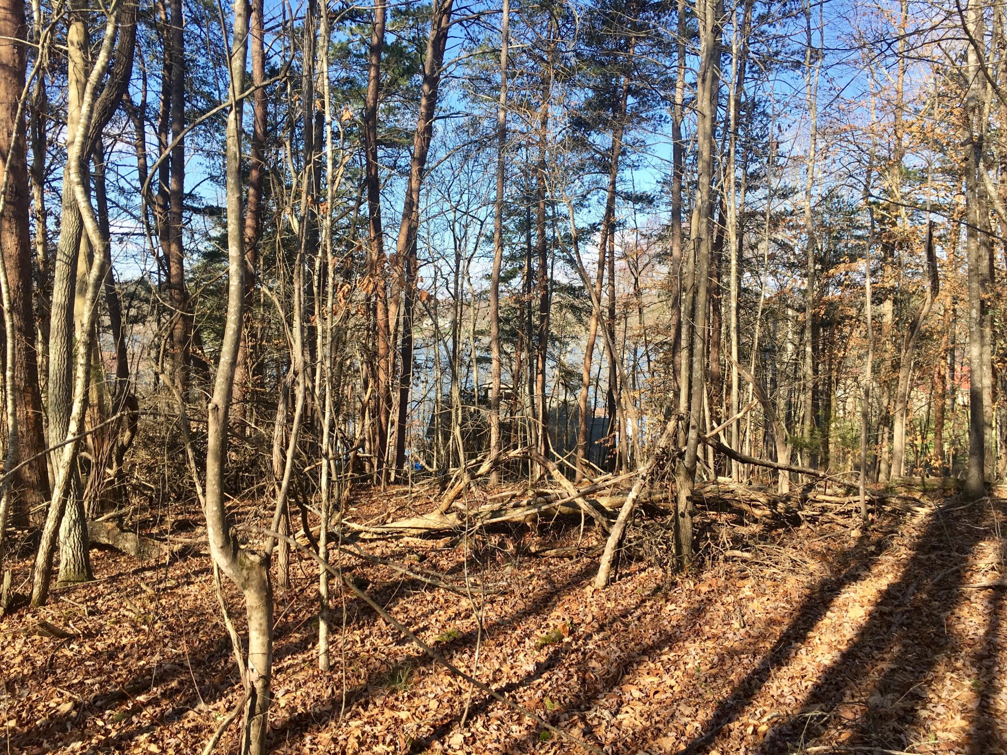 0 Wilderness Road Friendsville, TN 37737 - Photo 1 of 6 Gallery Image 1