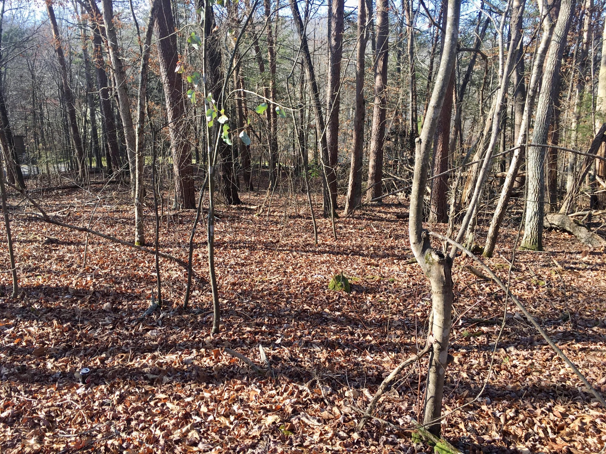 0 Wilderness Road Friendsville, TN 37737 - Photo 4 of 6 Gallery Image 4