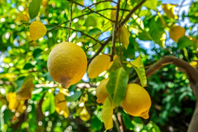 $499,000 | 1611 South Calle Palo Fierro, Unit 4, Palm Springs, CA 92264