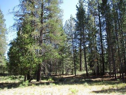 4742 Panhandle Road Chiloquin, OR 97624 - Photo 17 of 17 Additional Photo
