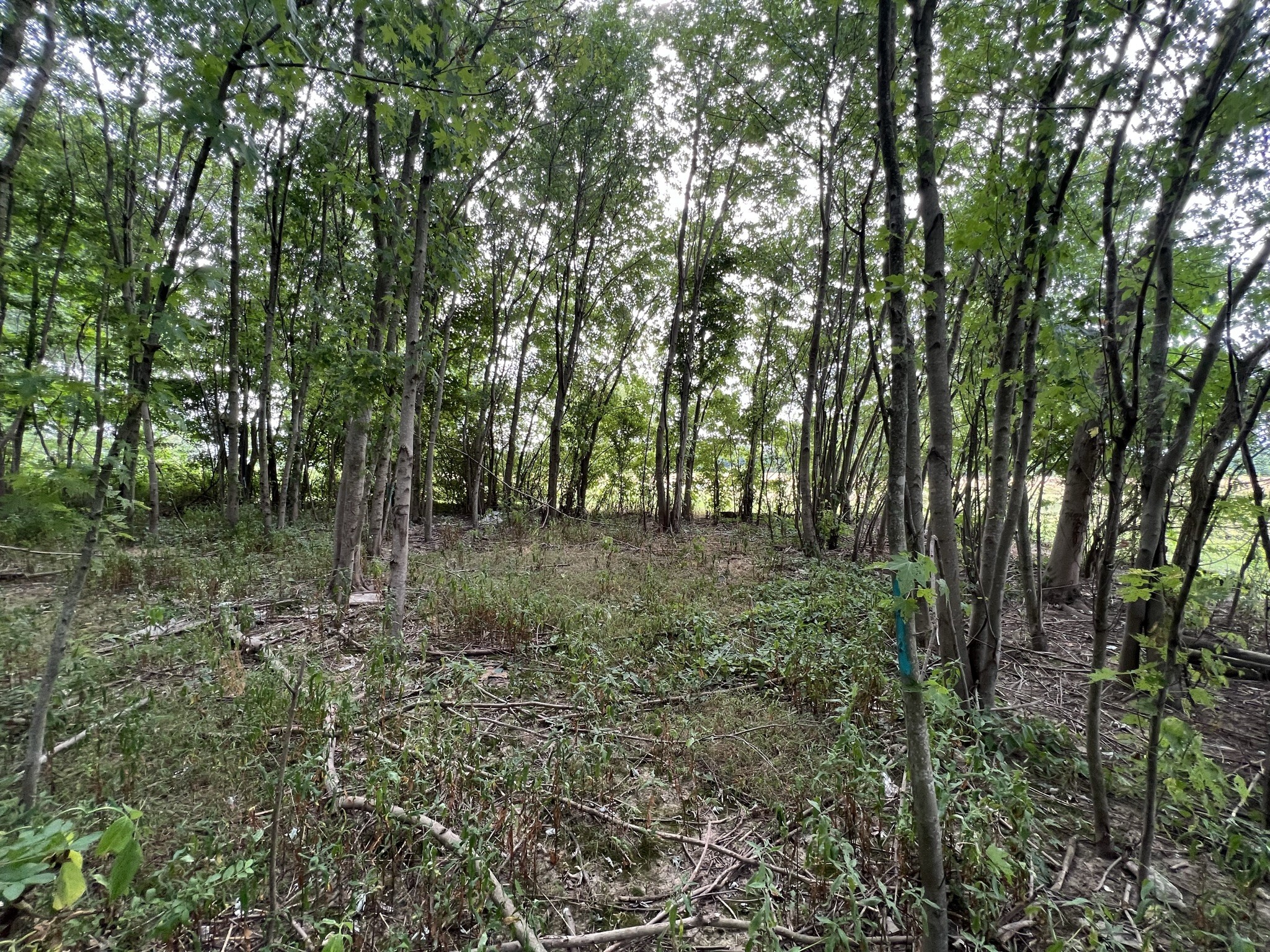 3895 Red Boiling Springs Road Lafayette, TN 37083 - Photo 6 of 47