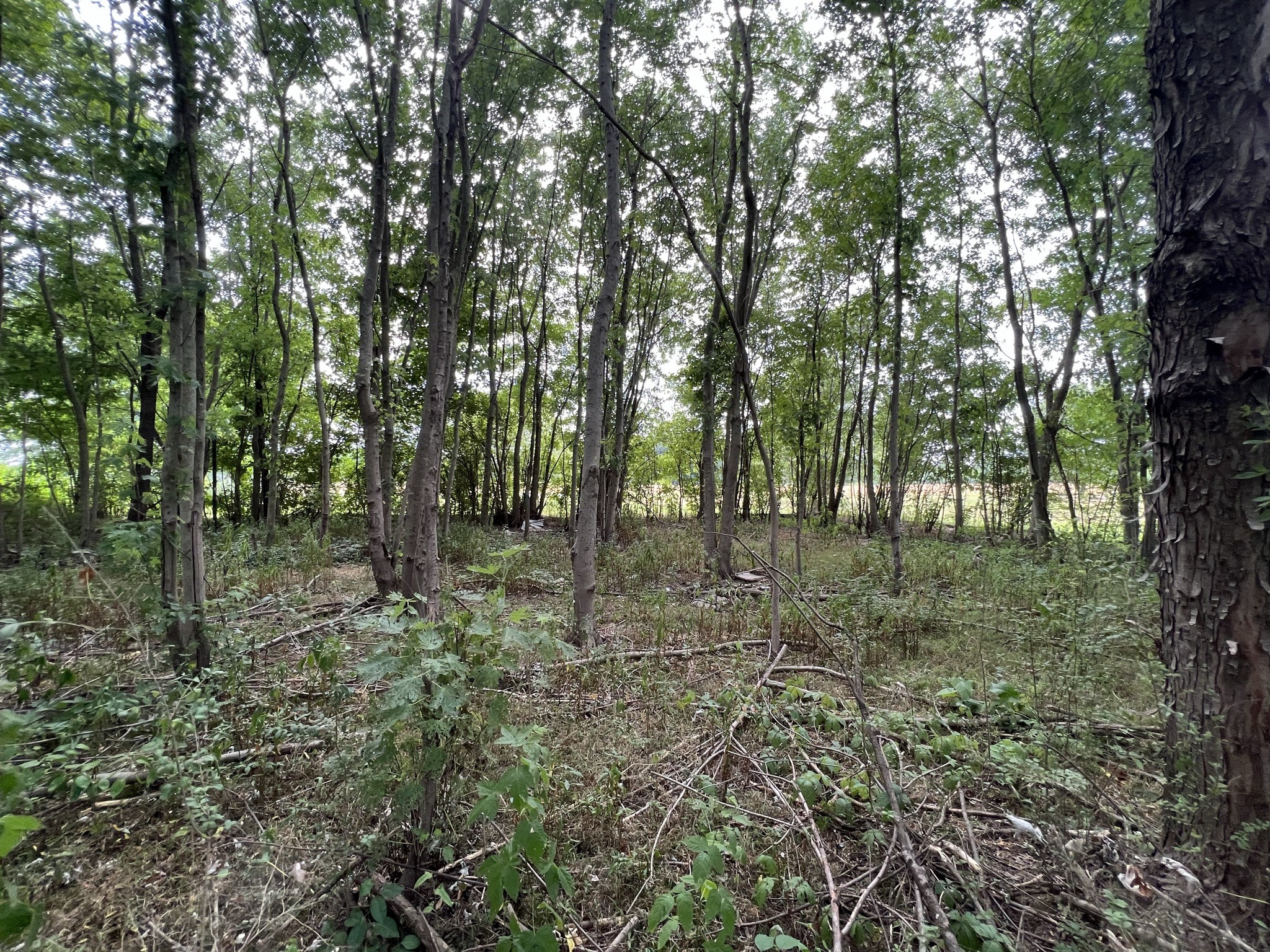 3895 Red Boiling Springs Road Lafayette, TN 37083 - Photo 7 of 47