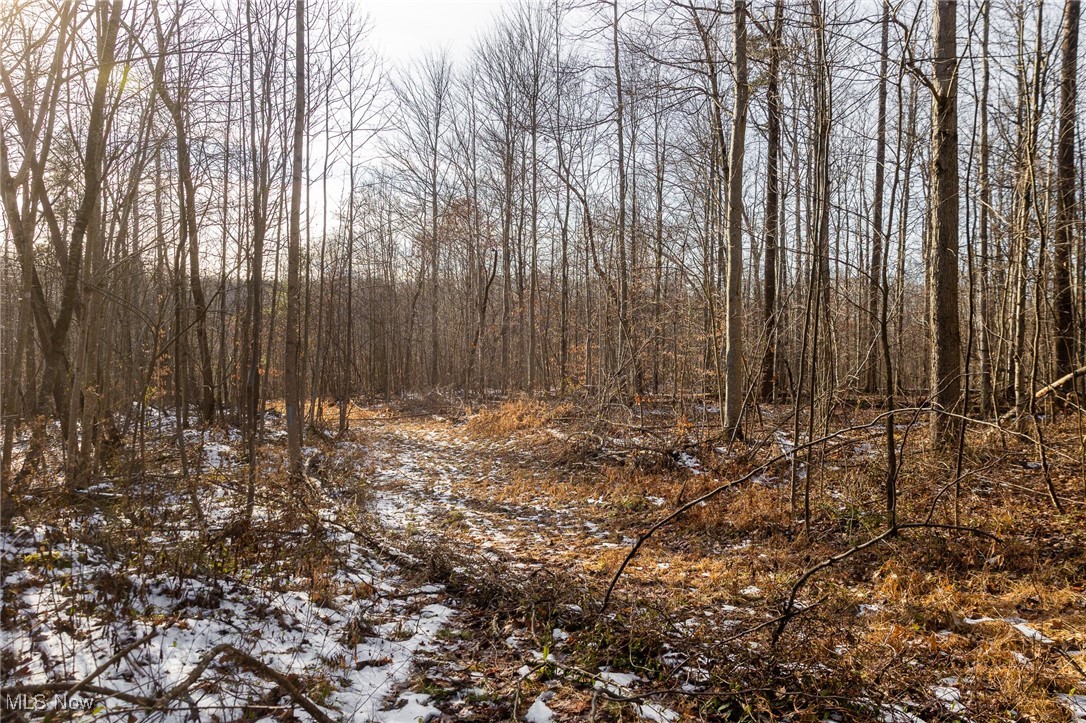 9 County Road New Matamoras, OH 45767 - Photo 22 of 48 View of local wilderness
