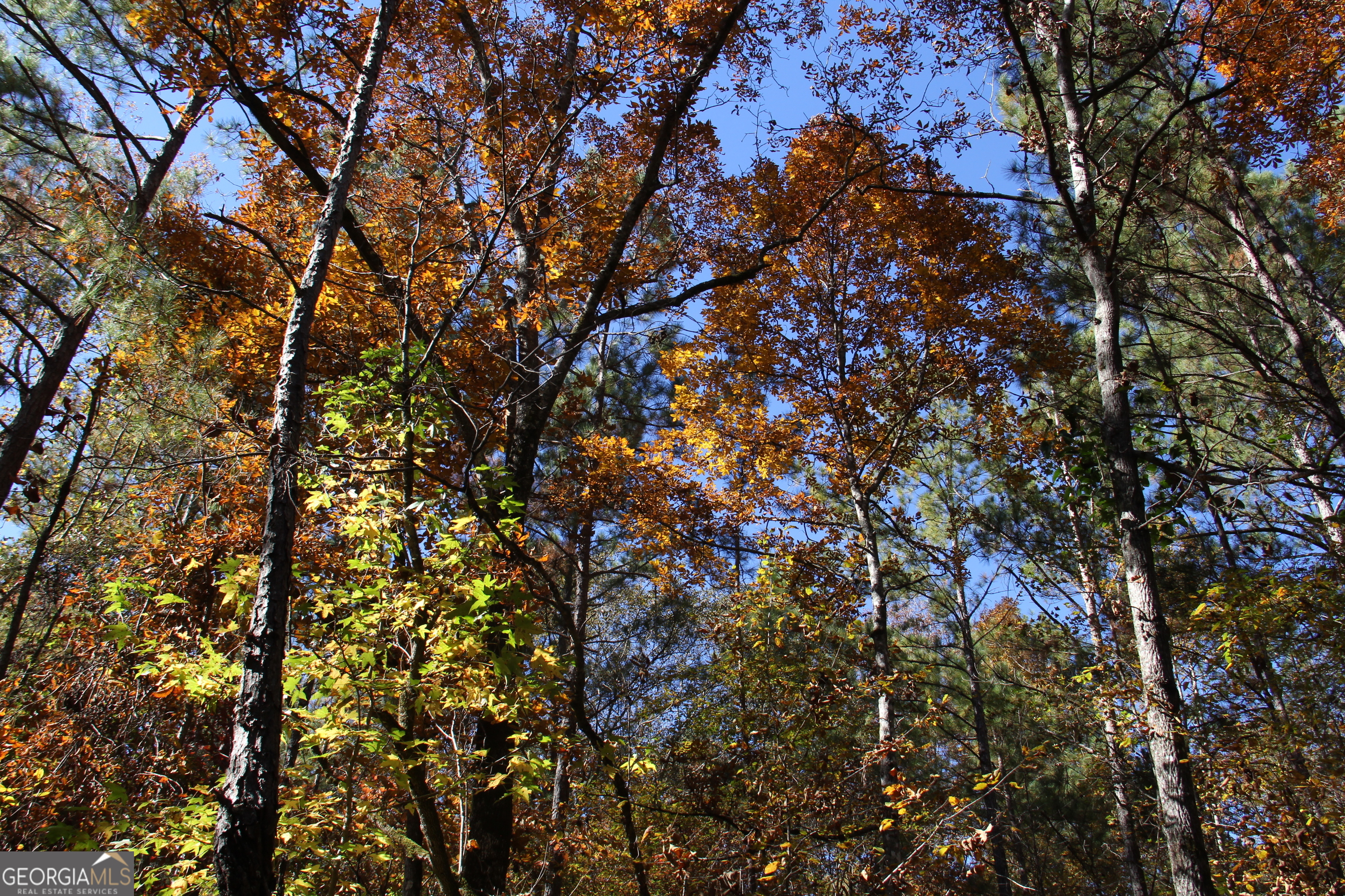 504 Jenkins Road Forsyth, GA 31029 - Photo 4 of 12