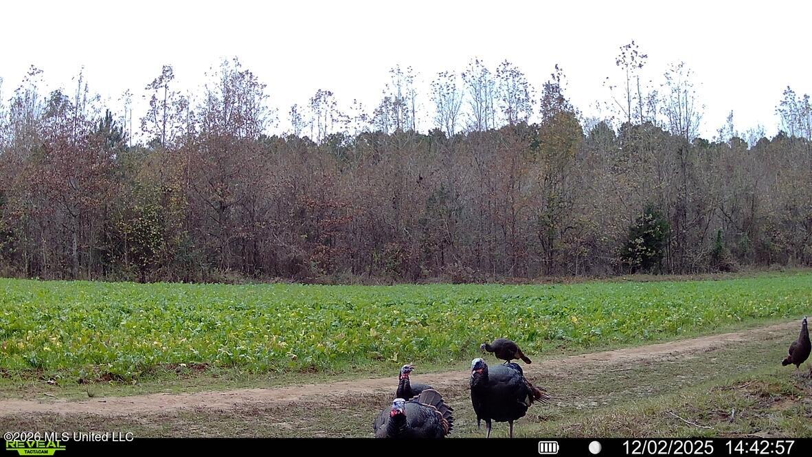 425 Rose Hill Road Bentonia, MS 39040 - Photo 146 of 150 FA34562A-26D1-47B8-A81E-1B945924F628_1_1