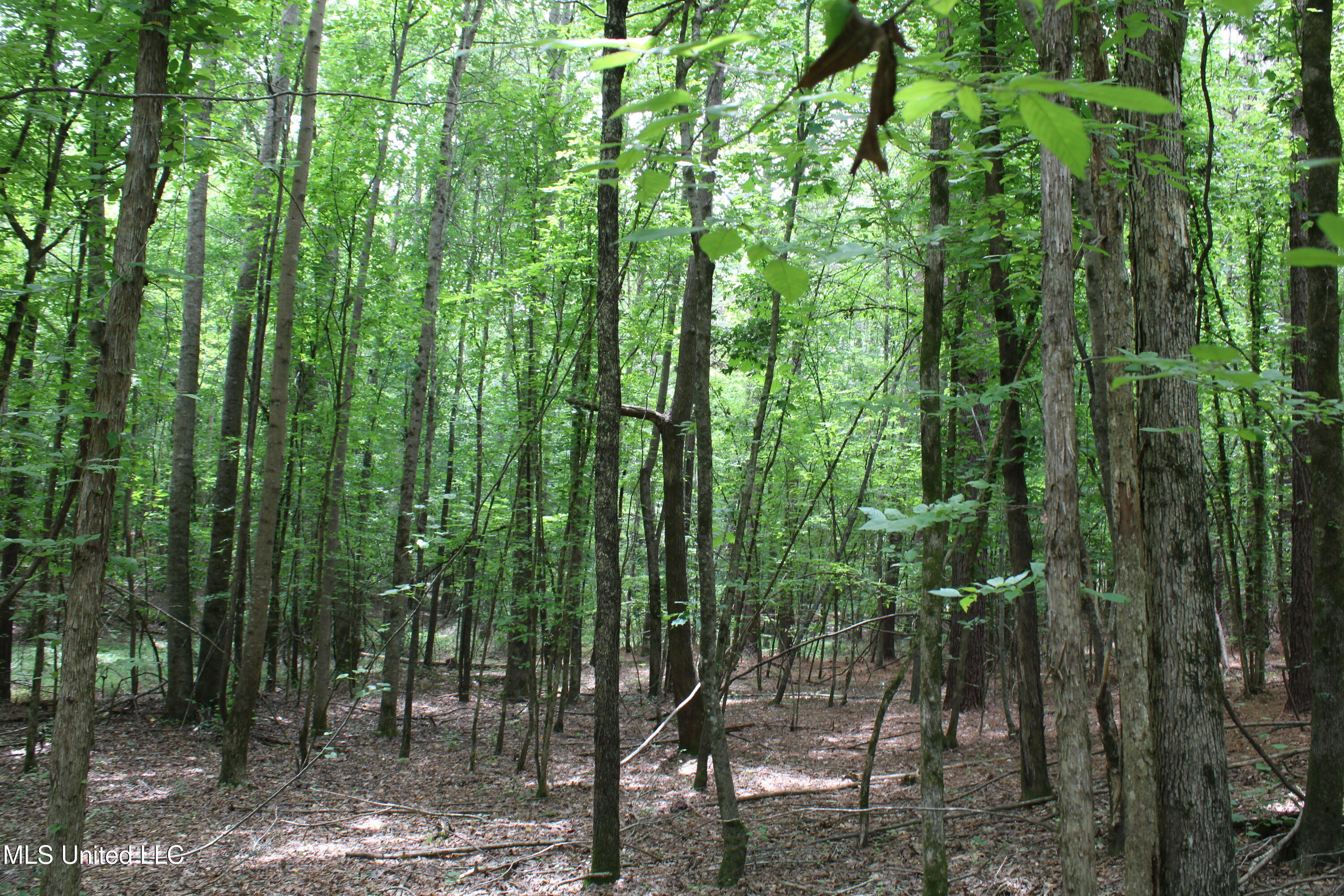 0 Tanner Drive Blue Mountain, MS 38610 - Photo 18 of 34 IMG_6214