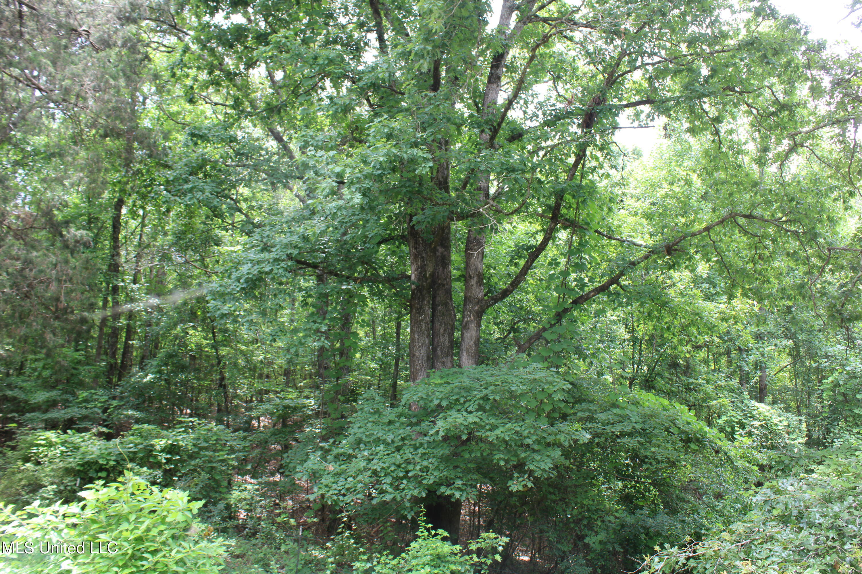 0 Tanner Drive Blue Mountain, MS 38610 - Photo 32 of 34 IMG_6229