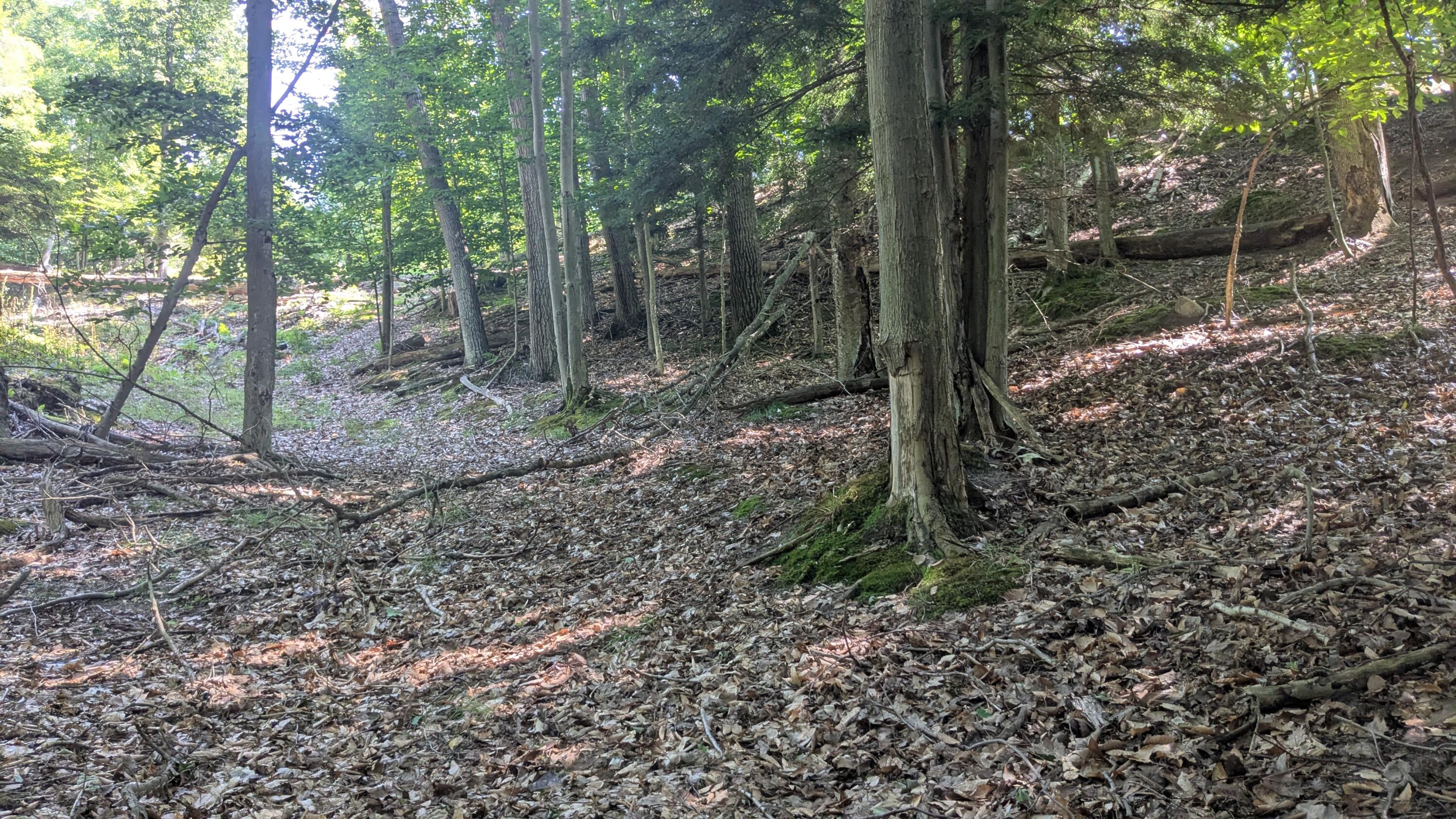 0 Lakeshore Road Manistee, MI 49660 - Photo 13 of 26 Varied Terrain