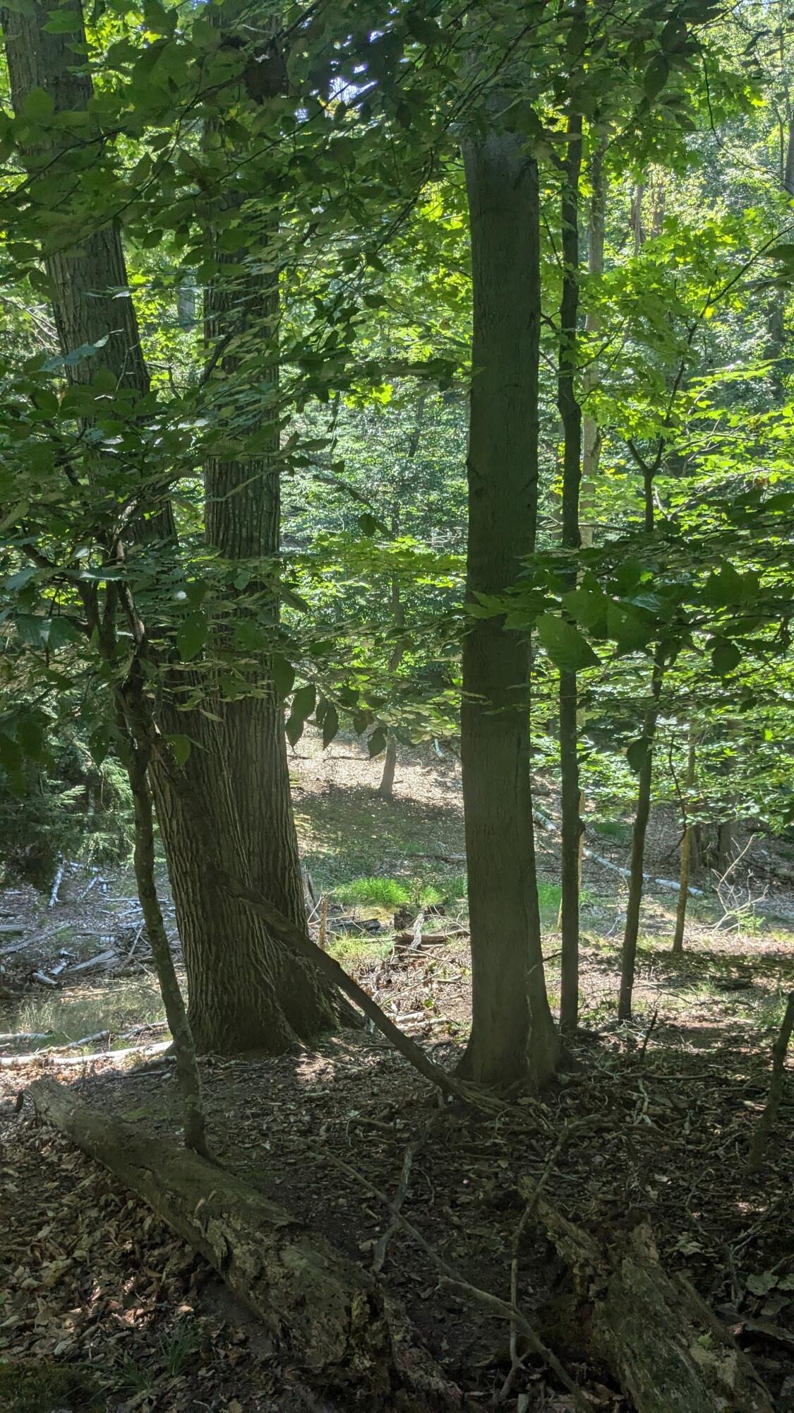 0 Lakeshore Road Manistee, MI 49660 - Photo 22 of 26 Several Slopes