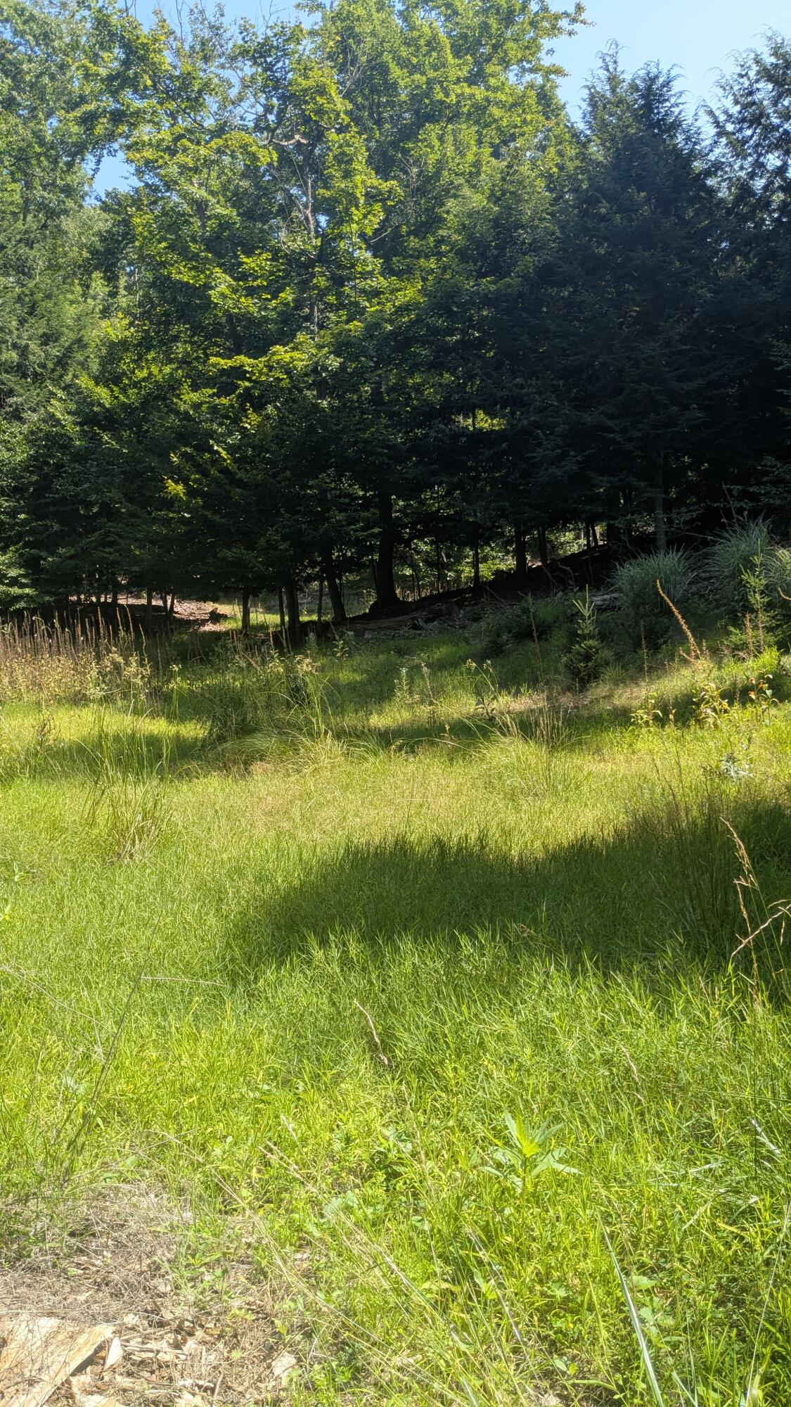 0 Lakeshore Road Manistee, MI 49660 - Photo 26 of 26 Natural Building Spot