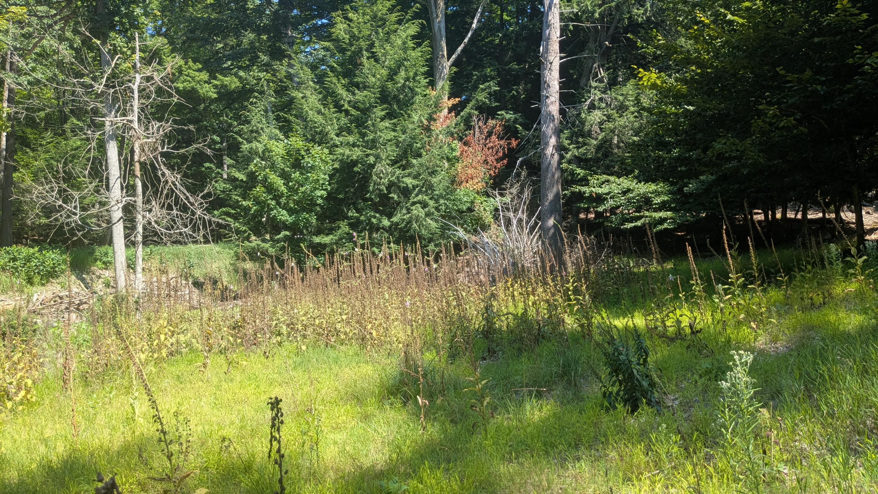 0 Lakeshore Road Manistee, MI 49660 - Photo 5 of 26 Cleared Area