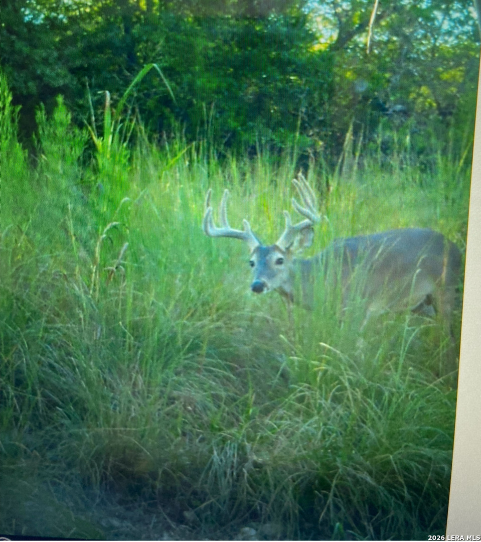 97 Coleman Springs Boerne, TX 78006 - Photo 84 of 89