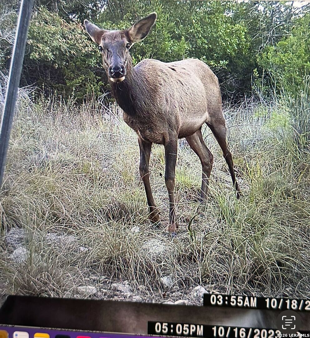 97 Coleman Springs Boerne, TX 78006 - Photo 85 of 89