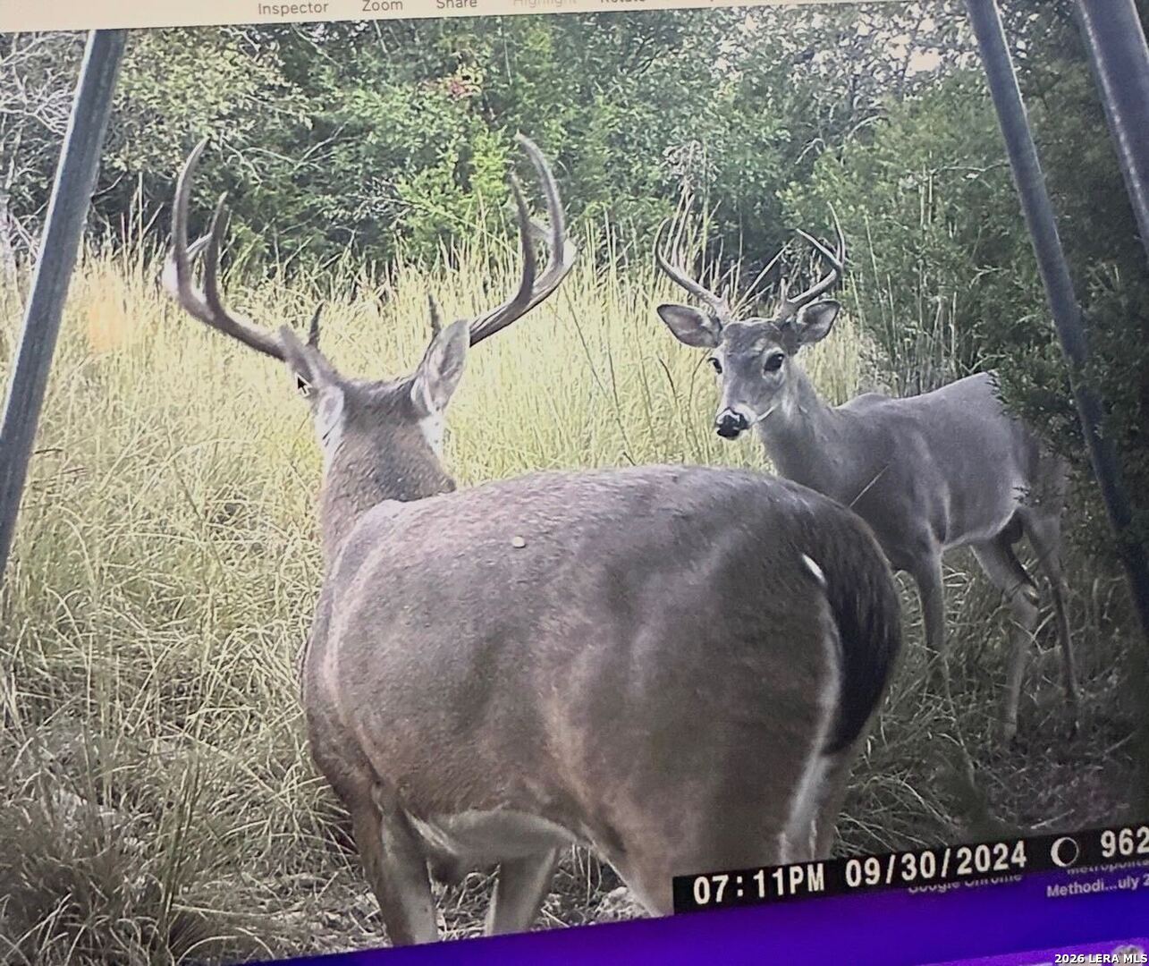 97 Coleman Springs Boerne, TX 78006 - Photo 86 of 89