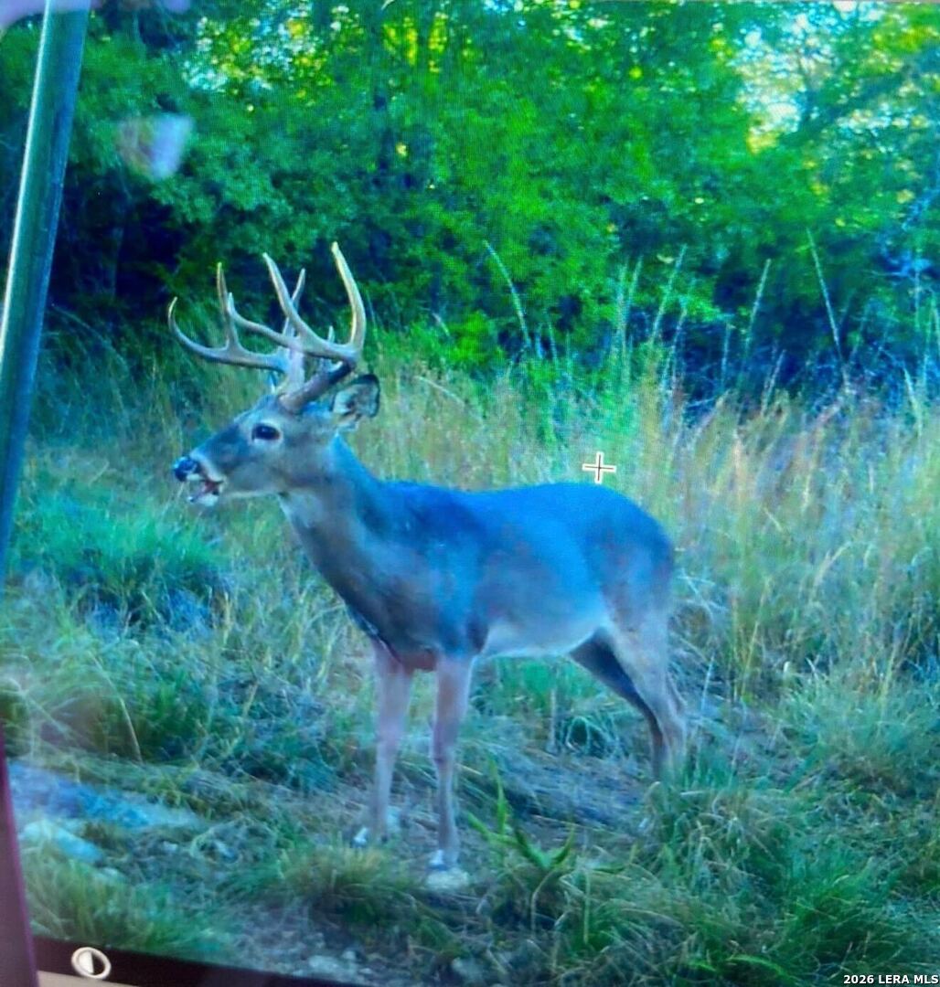 97 Coleman Springs Boerne, TX 78006 - Photo 87 of 89