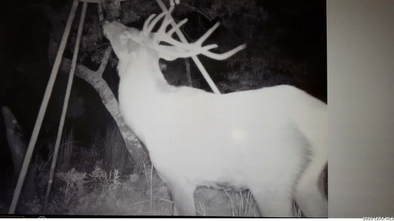 97 Coleman Springs Boerne, TX 78006 - Photo 88 of 89