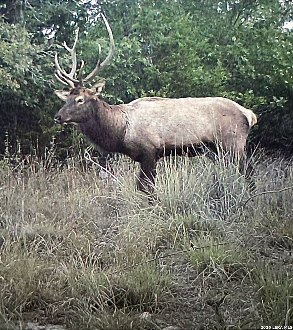 97 Coleman Springs Boerne, TX 78006 - Photo 89 of 89