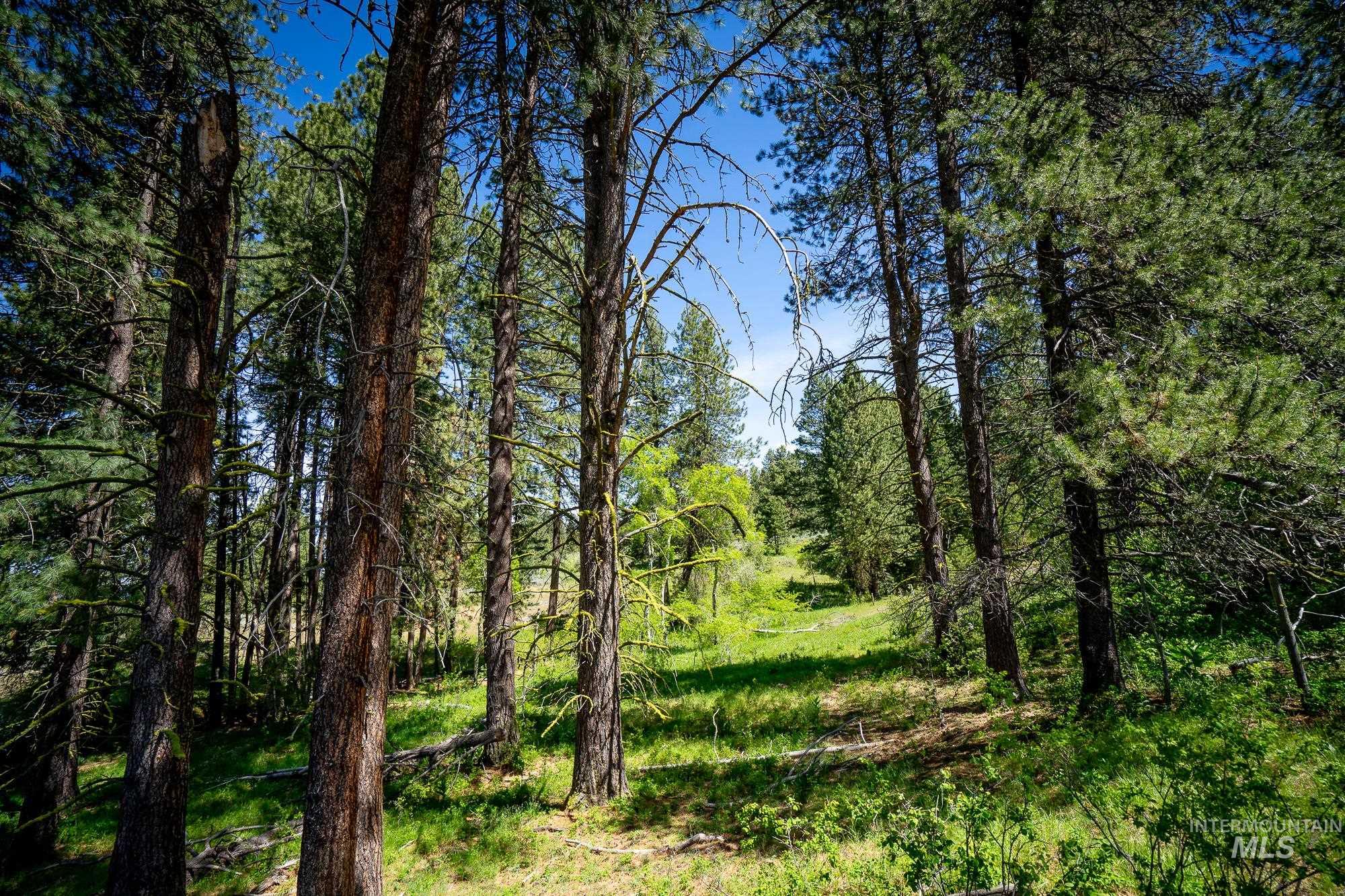 Tbd Gold Fork Road Donnelly, ID 83615 - Photo 7 of 9