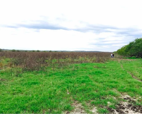a view of a big yard with lots of green space