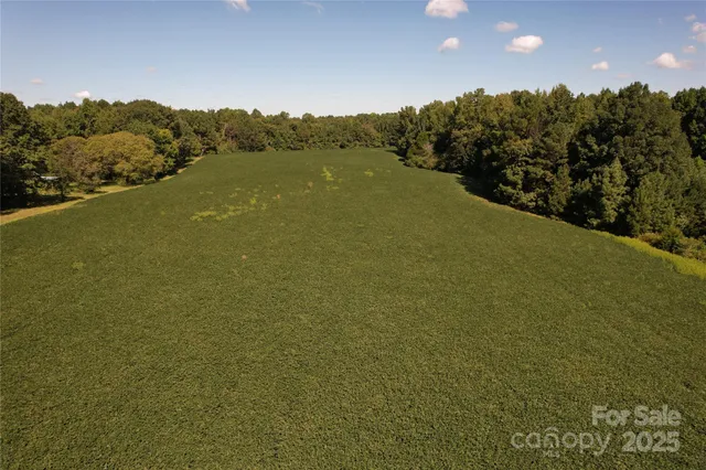 a plant view in yard