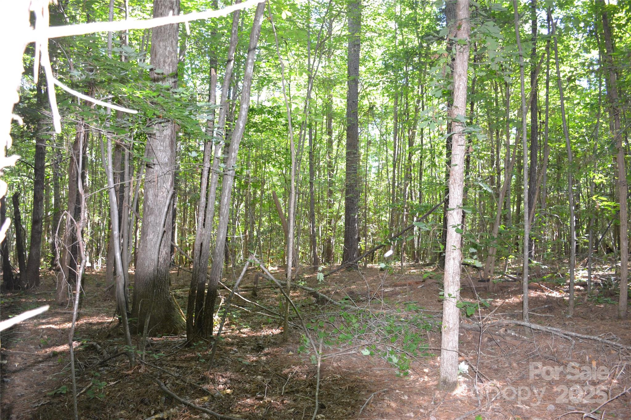 0 Belfield Road Lawrenceville, VA 23868 - Photo 30 of 34 a view of a forest with lots of trees