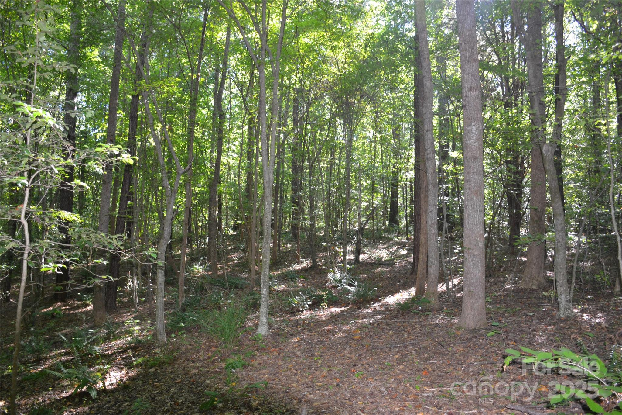 0 Belfield Road Lawrenceville, VA 23868 - Photo 3 of 34 a view of forest