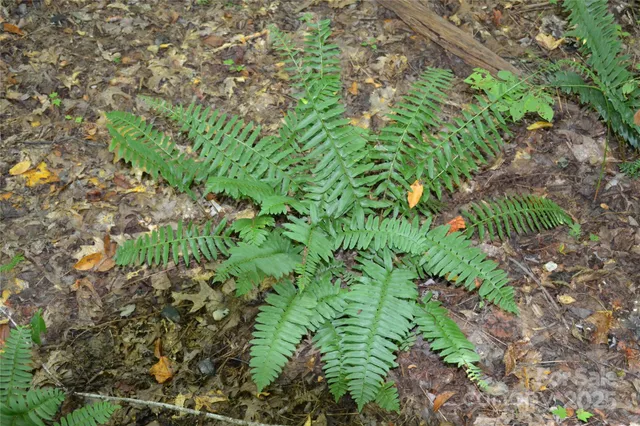 $199,900 | 0 Belfield Road, Lawrenceville, VA 23868