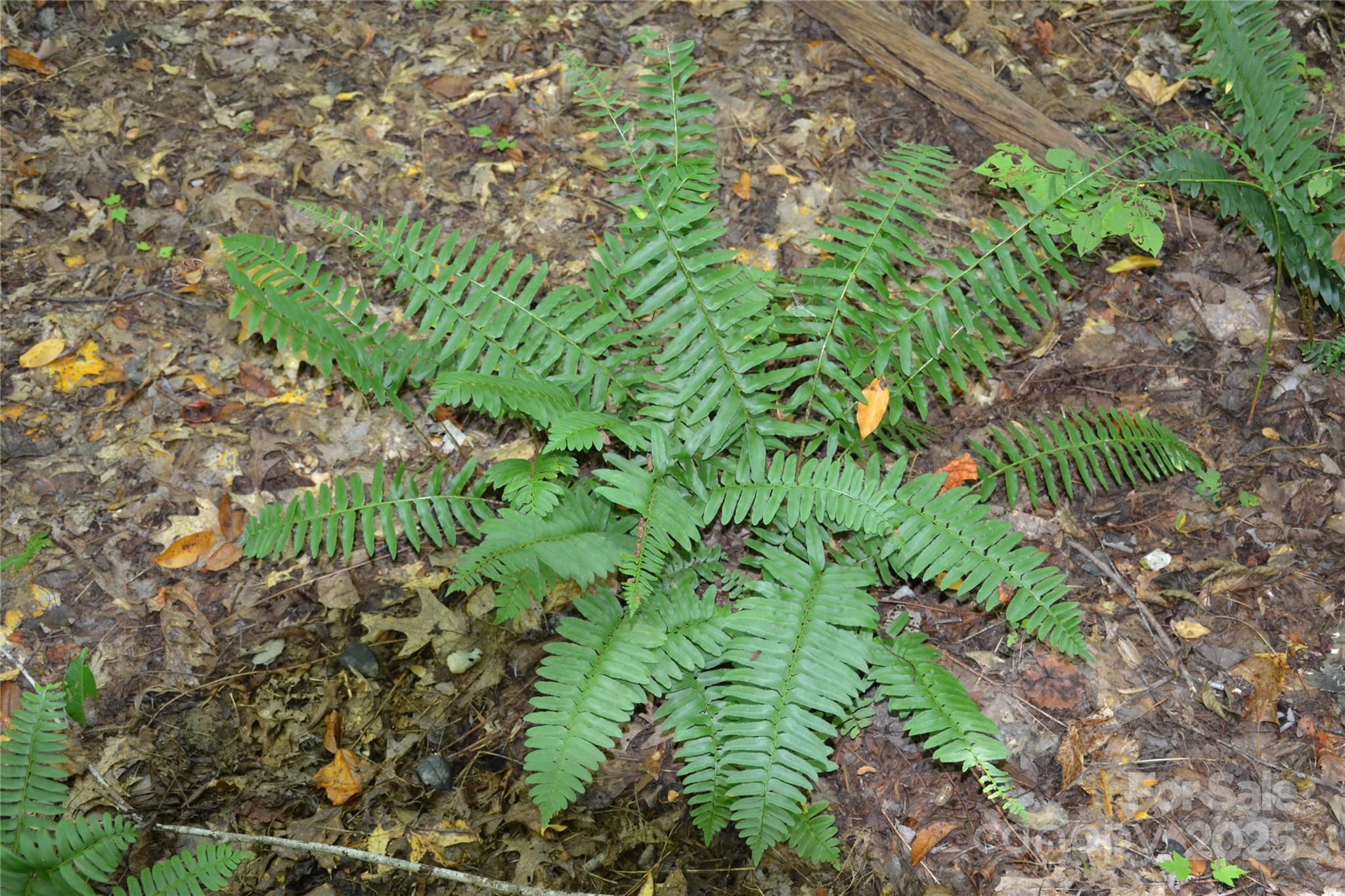 0 Belfield Road Lawrenceville, VA 23868 - Photo 31 of 34 a plant view in yard