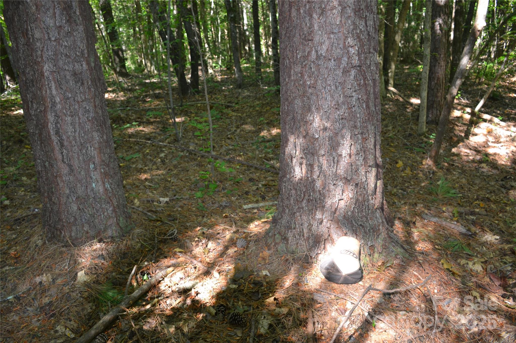 0 Belfield Road Lawrenceville, VA 23868 - Photo 32 of 34 a close up of a tree in a garden