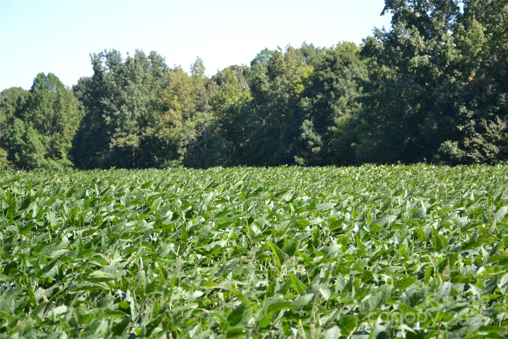 0 Belfield Road Lawrenceville, VA 23868 - Photo 34 of 34 a backyard of a house with lots of green space