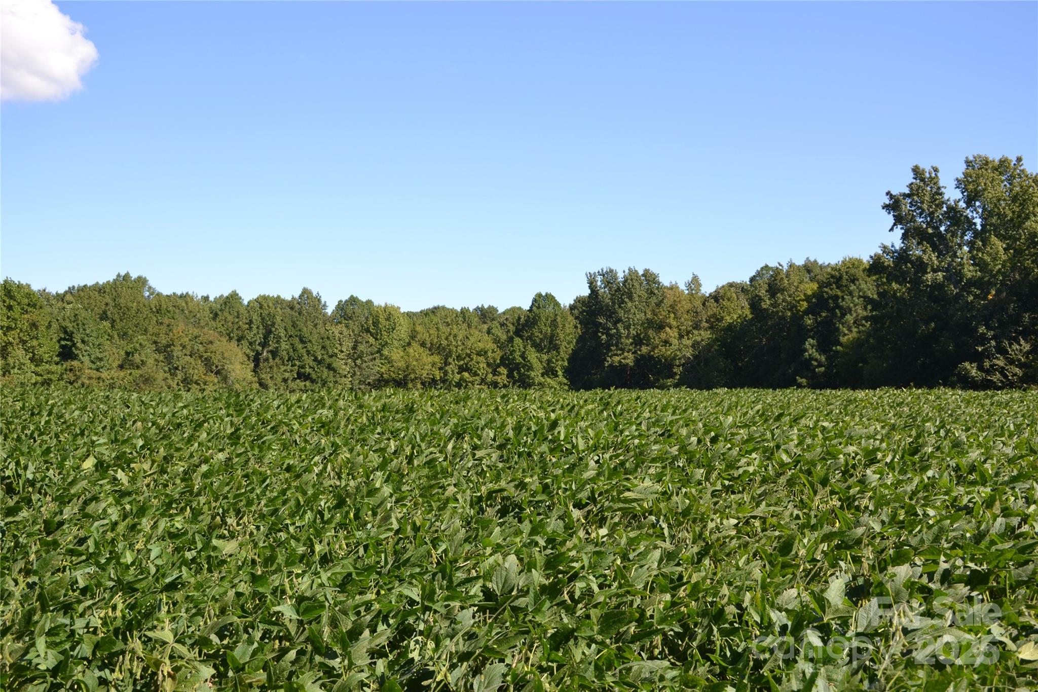 0 Belfield Road Lawrenceville, VA 23868 - Photo 4 of 34 a view of a lush green space
