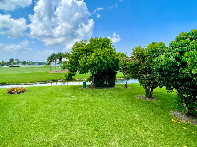 a view of a big yard with a large tree