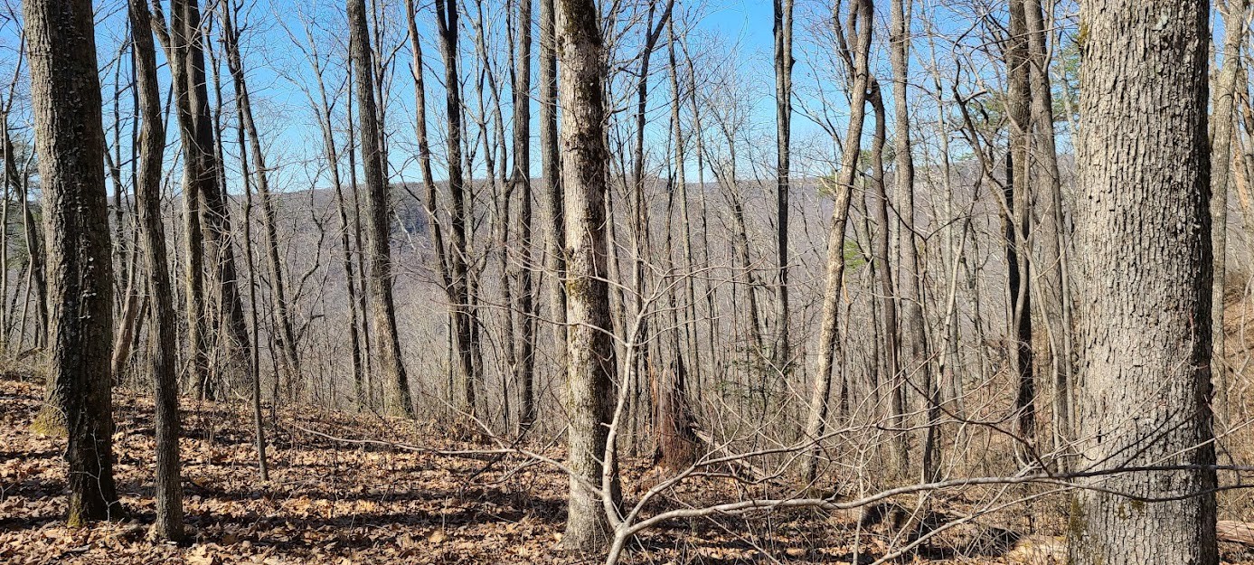 0 Partin Farm Road South Pittsburg, TN 37380 - Photo 16 of 24 Gallery Image 16