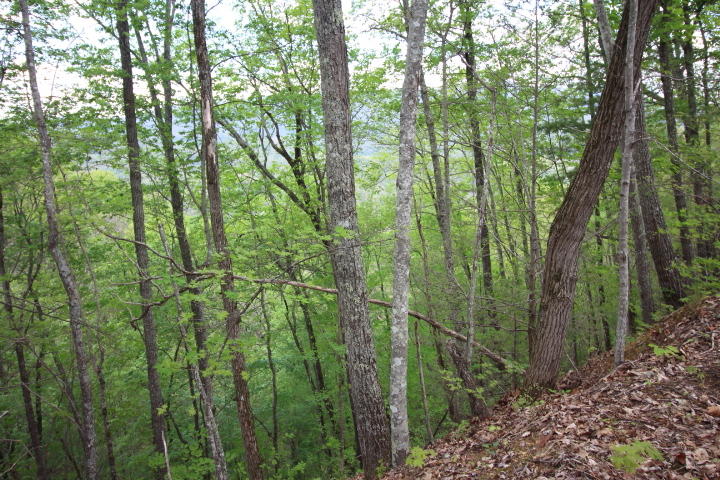 Lot 4 Hatcher Top Road Sevierville, TN 37862 - Photo 3 of 6 Lot 4 Hatcher Top0004
