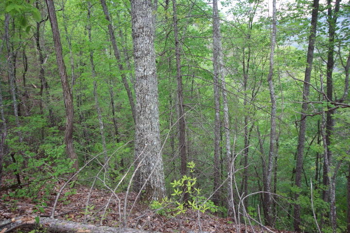 Lot 4 Hatcher Top Road Sevierville, TN 37862 - Photo 4 of 6 Lot 4 Hatcher Top0003