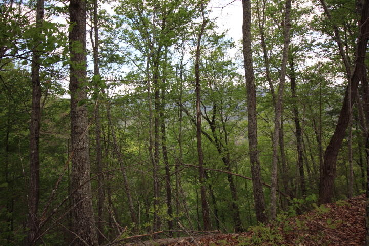 Lot 4 Hatcher Top Road Sevierville, TN 37862 - Photo 5 of 6 Lot 4 Hatcher Top0002
