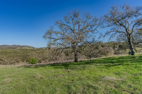 a view of a field with an trees